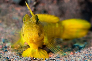 GUARD
Flagfin shrimp goby
Seraya Bali by Mickle Huang 
